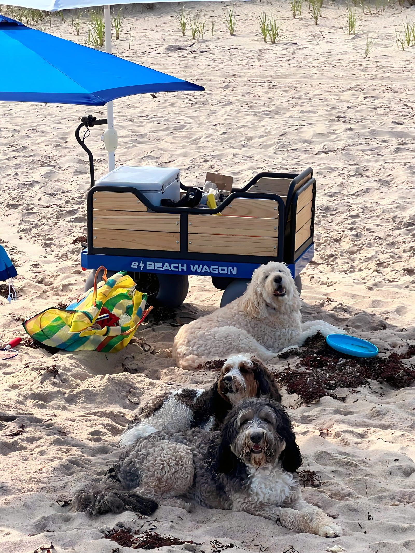 e-Beach Wagon on a beach with three beach loving dogs